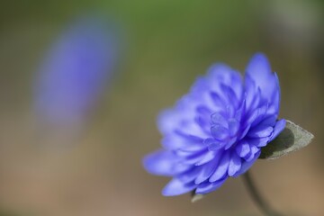 Filled hepatica (Hepatica nobilis), Emsland, Lower Saxony, Germany, Europe