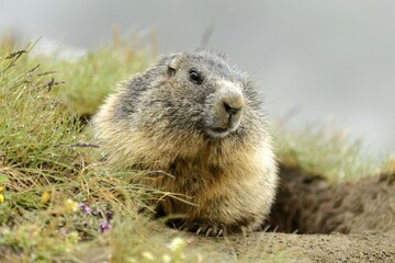 Marmot (Marmota Marmoto), High Tauern National Park, Nationalpark Hohe Tauern, Grossglockner High Alpine Road, Austria, Europe