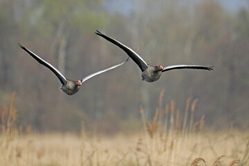 Greylag geese (Anser anser) flying, Germany, Europe
