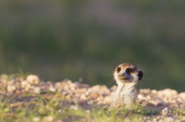 Suricate (Suricata suricatta), guard on the lookout at burrow, rainy season with green surroundings, Kalahari Desert, Kgalagadi Transfrontier Park, South Africa, Africa