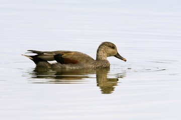 Gadwall (Anas strepera), swimming, North Rhine-Westphalia, Germany, Europe