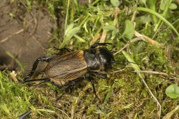 Field cricket (Gryllus campestris), female beside tunnel, Baden-Württemberg, Germany, Europe