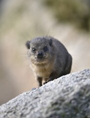 Cape hyrax (Procavia capensis), young, captive
