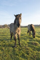Tarpans (Equus ferus ferus), backcrossing, Wacholderhain Haselünne, Emsland, Lower Saxony,...
