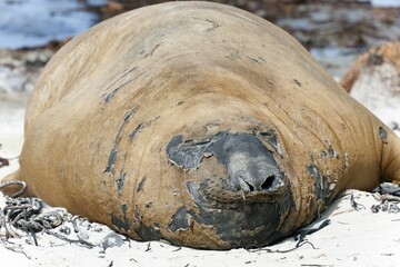 Southern elephant seal (Mirounga leonina), molting, Carcass Island, Falkland Islands, South America