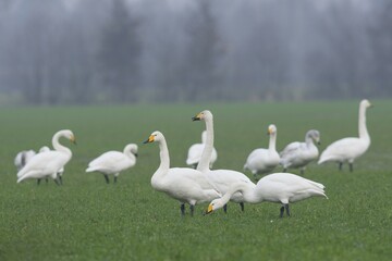 Whooper Swans (Cygnus cygnus), Emsland, Lower Saxony, Germany, Europe