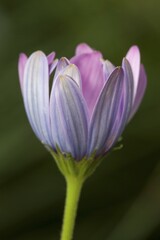 Fototapeta premium Cape marguerite (Osteospermum ecklonis), native to South Africa