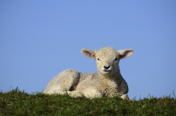 Lamm, Domestic sheep (Ovis gmelini aries) sits on dike, Westerhever, Schleswig-Holstein, Germany,...