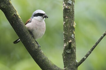 Red-backed shrike (Lanius collurio), male, sits with prey in beak on branch, Emsland, Lower Saxony, Germany, Europe