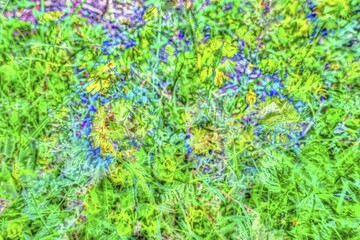 Plants, garden creative, alienated flowers, Germany, Europe