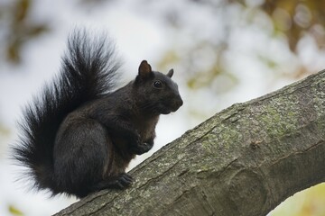 Dark color variant of Eastern gray squirrel (Sciurus carolinensis), Toronto, Ontario, Canada, North America