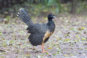 Bare-faced Curassow (Crax fasciolata), female, Mato Grosso do Sul, Brazil, South America
