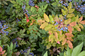Colorful foliage with blue berries