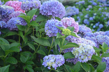 Blue hydrangea flowers garden wallpaper