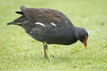 Common moorhen or swamp chicken (Gallinula chloropus) in meadow, foraging, North Rhine-Westphalia, Germany, Europe
