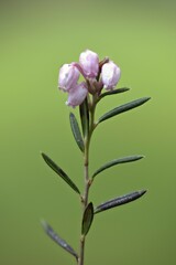 Fototapeta premium Bog rosemary (Andromeda polifolia), Emsland, Lower Saxony, Germany, Europe