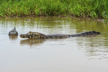 Yacare Caimans (Caiman yacare) in water, Cuiaba river, Pantanal, Brazil, South America