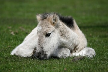 Dülmen pony, foal lying, Dulmen, North Rhine-Westphalia, Germany, Europe