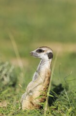 Suricate (Suricata suricatta), guard on the lookout, rainy season with green surroundings, Kalahari Desert, Kgalagadi Transfrontier Park, South Africa, Africa