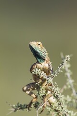 Ground Agama (Agama aculeata), male, climbing on low shrub, Kalahari Desert, Kgalagadi Transfrontier Park, South Africa, Africa