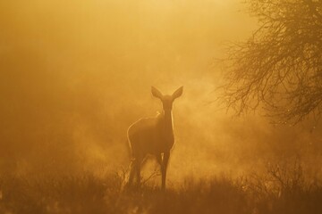 Naklejka premium Greater Kudu (Tragelaphus strepsiceros), female in the early morning light, sunrise, Kalahari Desert, Kgalagadi Transfrontier Park, South Africa, Africa