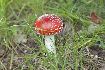 Toadstool (Amanita muscaria), Lower Saxony, Germany, Europe
