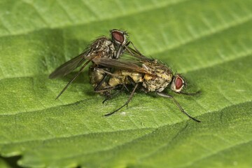 Flies (Muscidae) mating on leaf, Baden-Württemberg, Germany, Europe