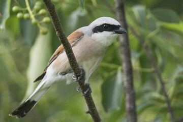 Red-backed shrike (Lanius collurio), sitting on a branch, Emsland, Lower Saxony, Germany, Europe