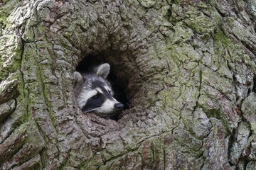 Raccoon (Procyon lotor) in the knothole of an oak, Middle Elbe Biosphere Reserve, Dessau-Roßlau,...