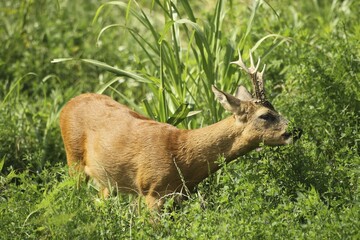 European roe (Capreolus capreolus), deerbock in red summer coat feeding in Alfalfa field (Medicago sativa), South Hungary, Hungary, Europe