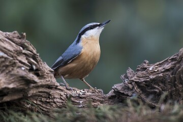 Eurasian nuthatch (Sitta europaea), sits on deadwood, Emsland, Lower Saxony, Germany, Europe