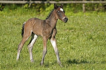 Domestic horse, brown foal on the pasture, Germany, Europe