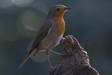 European robin (Erithacus rubecula) on tree stump, Emsland, Lower Saxony, Germany, Europe