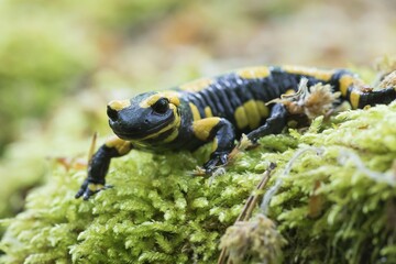 Fire salamander (Salamandra salamandra) in moss, Hesse, Germany, Europe