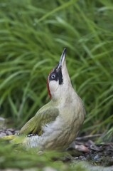 European green woodpecker (Picus viridis) drinking by creek, Hesse, Germany, Europe