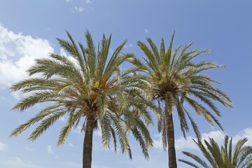 Obraz premium Palm trees on the beach promenade, Port de Sóller, Majorca, Spain, Europe