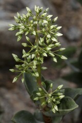 Taylor's Parches (Crassula lactea), native to Transvaal, Eastern Cape, South Africa, Africa