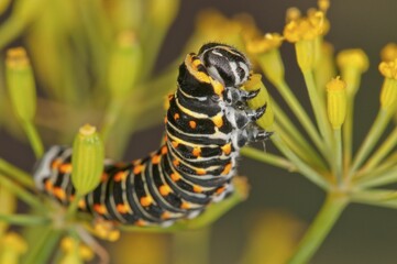 Old World swallowtail or common yellow swallowtail (Papilio machaon) caterpillar feeding on dill (Anethum graveolens) flower capsule, Baden-Württemberg, Germany, Europe