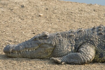 Nile crocodile (Crocodylus niloticus), Okapuka Ranch, District Windhoek, Namibia, Africa