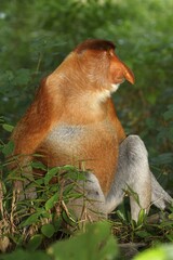 Proboscis Monkey (Nasalis larvatus), male sitting in the rain forest, Bako National Park, Sarawak, Borneo, Malaysia, Asia