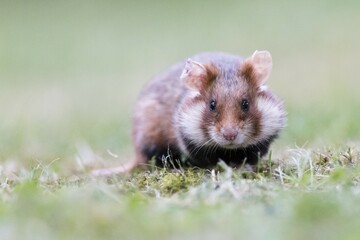 European hamster (Cricetus cricetus) in meadow, Austria, Europe