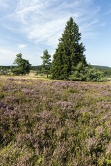Flowering high heathland, Niedersfelder Hochheide, Nature reserve, Willingen, Sauerland, Rothaargebirge, Hesse, Germany, Europe