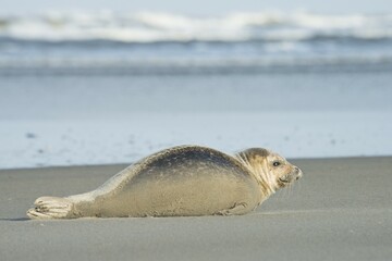 Seal (Phoca vitulina) lying in the sand on the beach, Langeoog, East Frisia, Lower Saxony, Germany, Europe © Erhard Nerger/imageBROKER