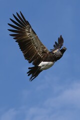 Flying Horned Screamer (Anhima cornuta), Manu National Park cloud forest, Peru, South America