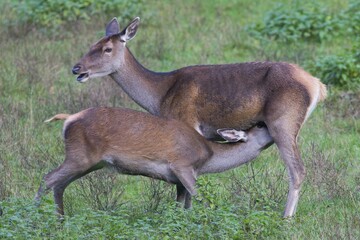 Reed deer (Cervus elaphus), hind suckling calf, Arnsberg Forest, North Rhine-Westphalia, Germany, Europe