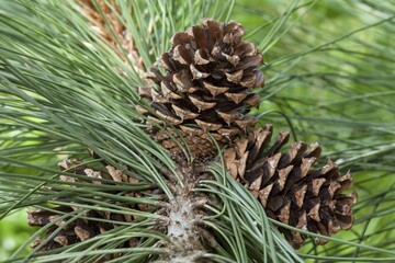 Fototapeta premium Cones, Ponderosa Pine (Pinus ponderosa)