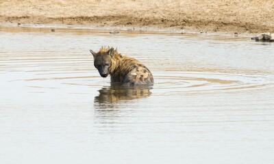 Spotted hyena (Crocuta crocuta) in the water, Etosha National Park, Namibia, Africa