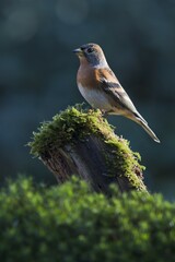 Brambling (Fringilla montifringilla), sitting on a tree stump, Emsland, Lower Saxony, Germany, Europe