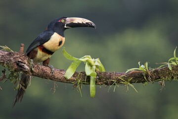 Collared Aracari (Pteroglossus torquatus) perched on a branch, Heredia Province, Costa Rica, Central America