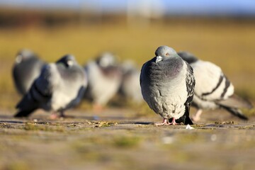 Feral pigeons (Columba livia forma domestica), Germany, Europe